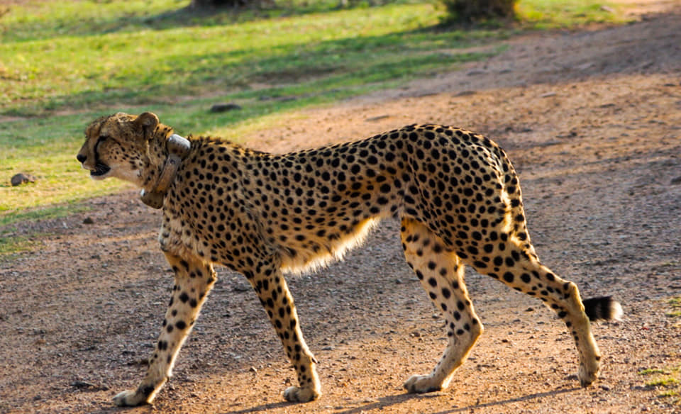cheetah