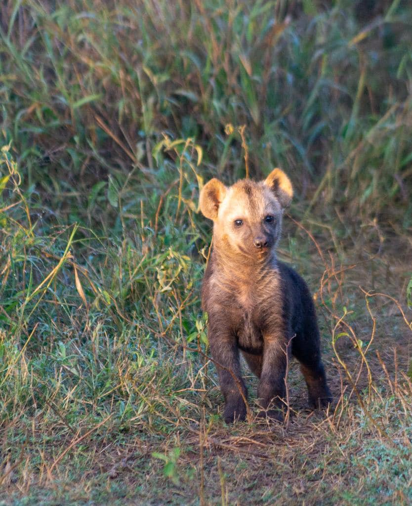 cub cub