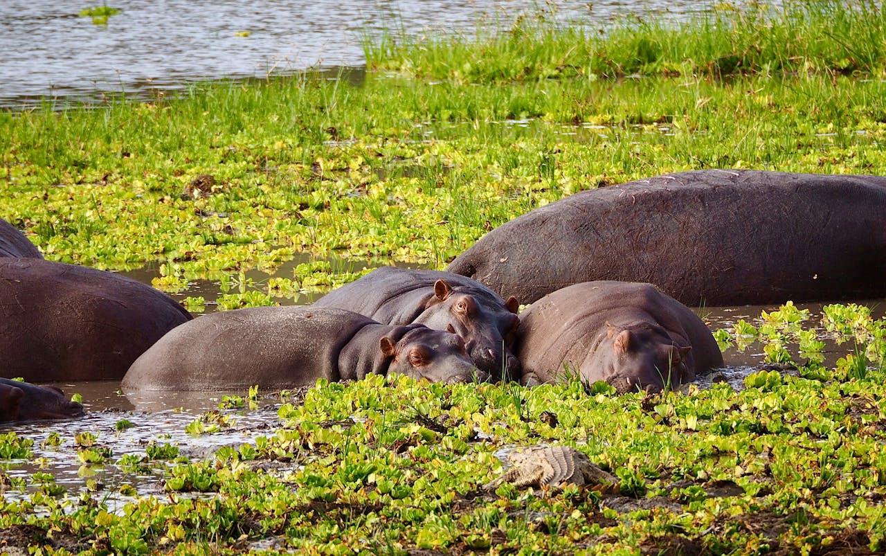 The Art of Drawing Readers In: Your attractive post title goes here Relaxing hippos submerged in a vibrant green marshland, showcasing wildlife harmony.