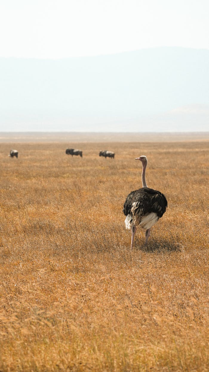 Crafting Captivating Headlines: Your awesome post title goes here A lone ostrich walks amid the vast grasslands of Serengeti under clear skies, Tanzania.