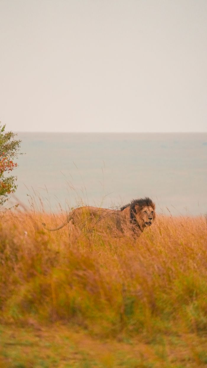 Mastering the First Impression: Your intriguing post title goes here A majestic lion roaming the golden savannah of Kenya, perfectly blending with the wild landscape.