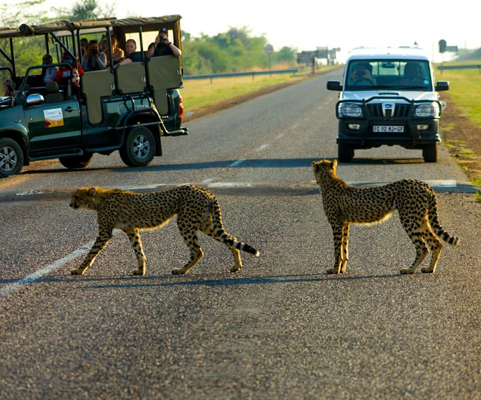 safari 2 safari 2